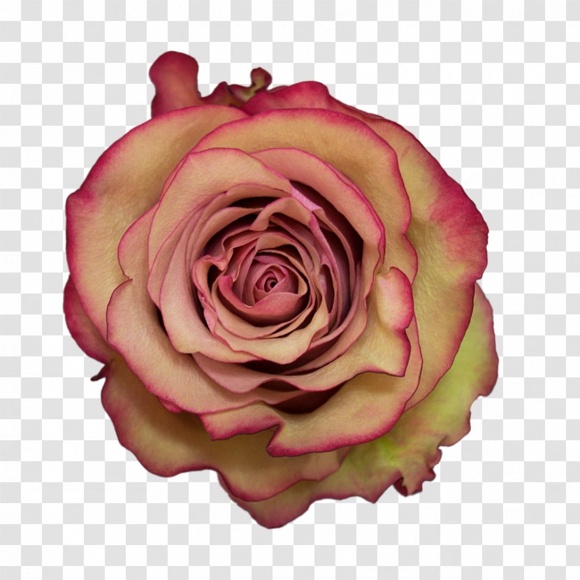 Garden Roses Cabbage Rose Floribunda Molo Cut Flowers - Kenya - Kissing Suzy Kolber Transparent PNG