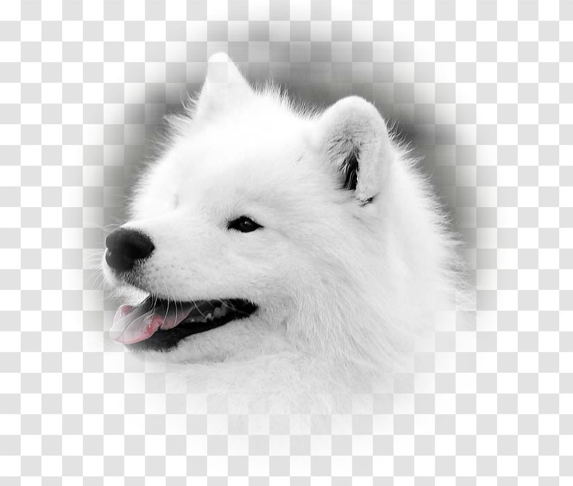 German Spitz Klein Mittel Japanese Volpino American Eskimo Dog - Puppy Transparent PNG