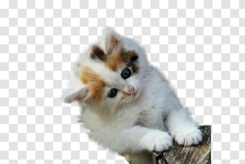Maine Coon Kitten Cuteness High-definition Television Wallpaper - Cartoon Cat Transparent PNG