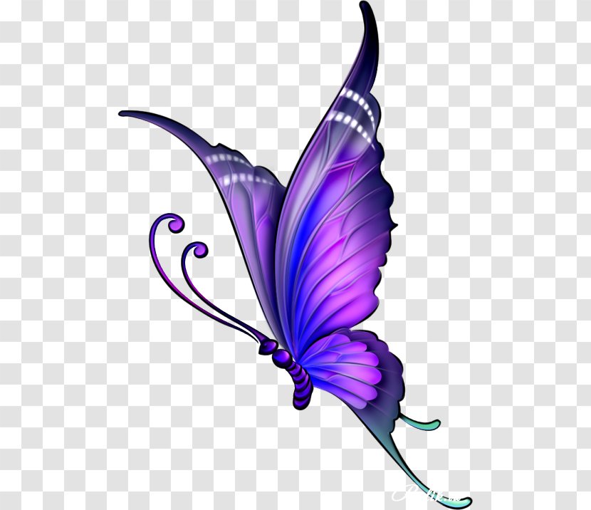 Butterfly Drawing Clip Art Image Color - Flower - Purple Roses And Butterflies Transparent PNG