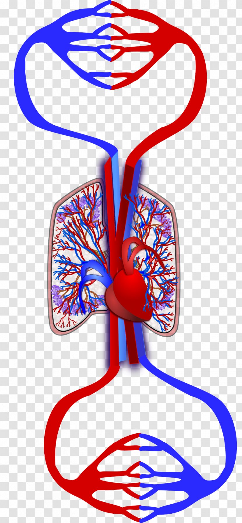 Pulmonary Circulation Heart Tree Of Life Organism Transparent PNG