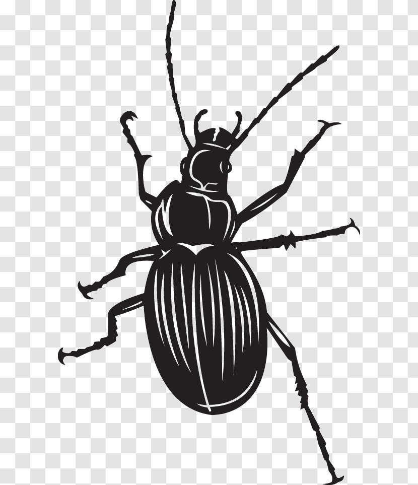 Beetle Clip Art Fly Scarabs Illustration Transparent PNG