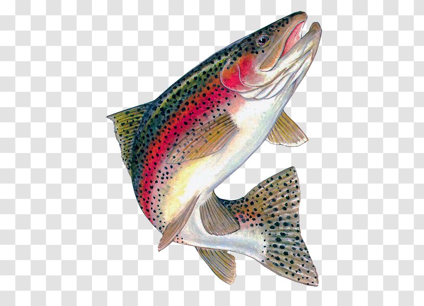 Rainbow Trout Brown Freshwater Fish Transparent PNG