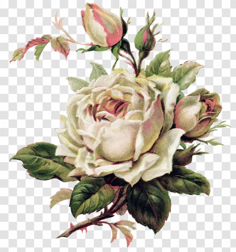 Vintage Roses: Beautiful Varieties For Home And Garden Flower Tattoo Pink - Flowering Plant - Pastel Transparent PNG
