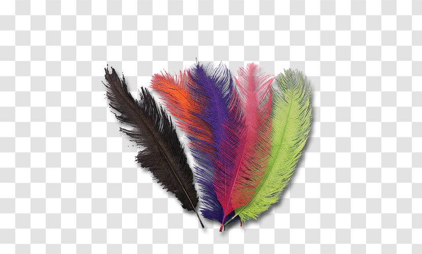 Feather - Wing Transparent PNG