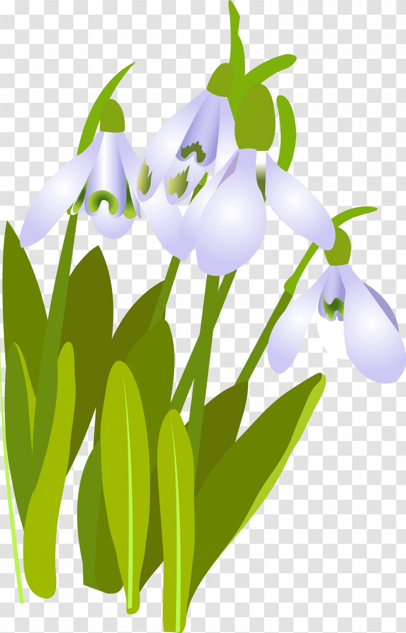 Snowdrop Drawing Flower Plant Reka Bichura - Child Transparent PNG