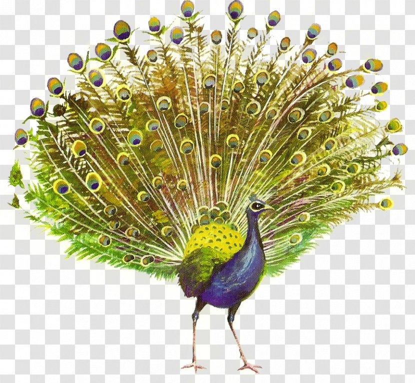 Peafowl Clip Art - Organism - Peacock Transparent PNG