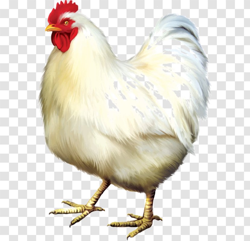 Stock Photography Chicken - Clipart Transparent PNG