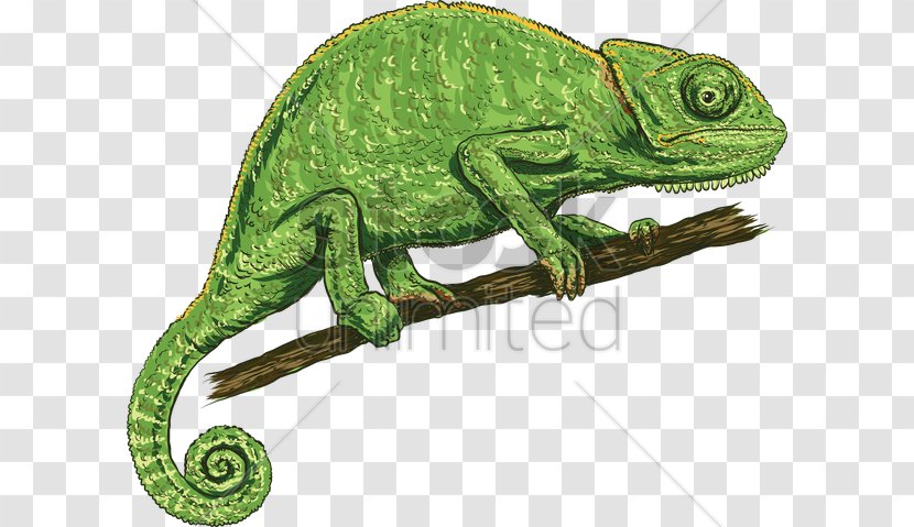 Chameleons Lizard Illustration Vector Graphics - Chameleon Transparent PNG