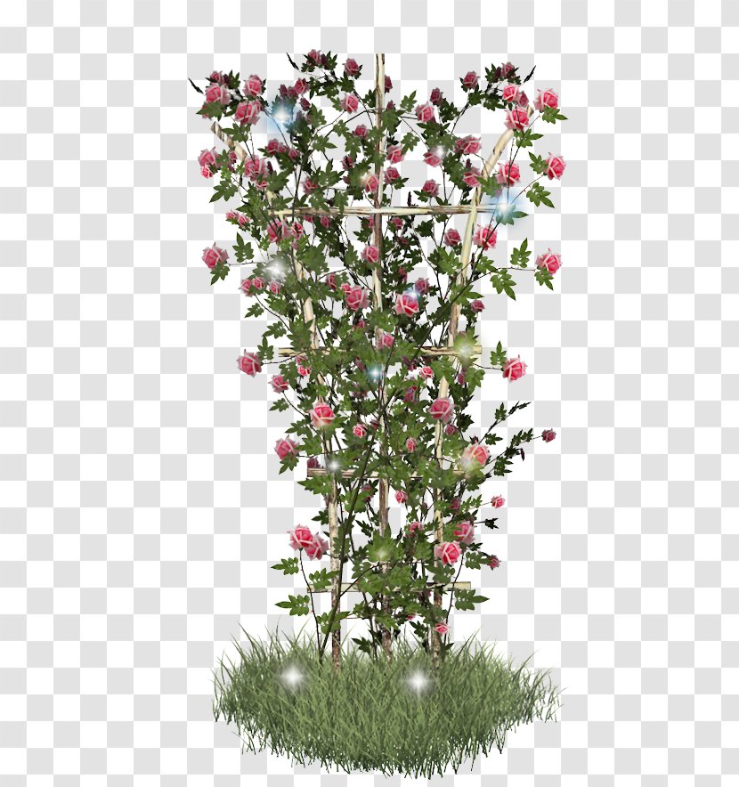 Shrub Flowering Plant - Rose Transparent PNG
