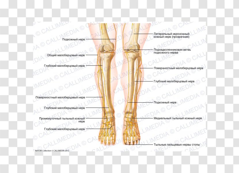 Thumb Nerve Muscle Knee Foot - Watercolor Transparent PNG