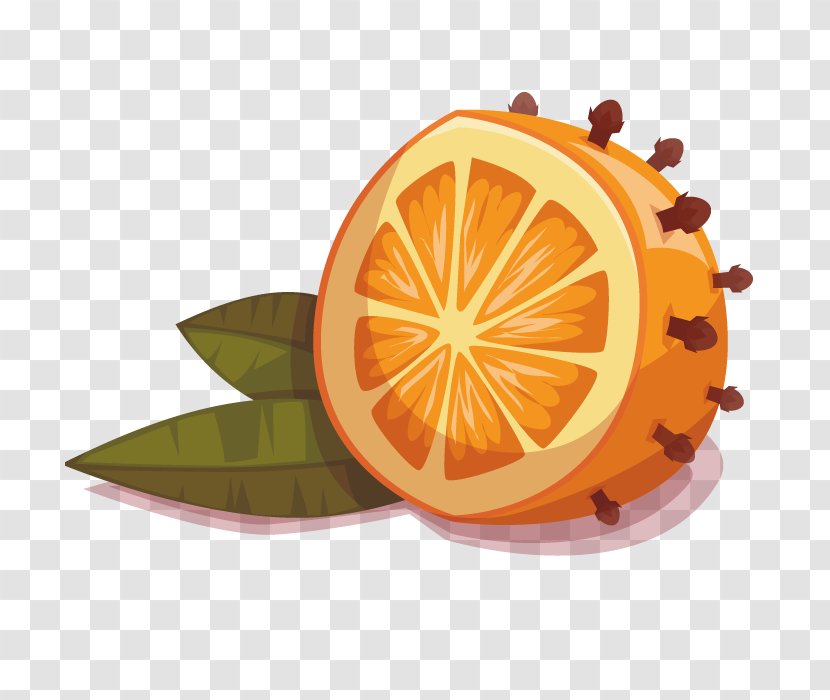 Mandarin Orange Fruit Drawing - Artworks - Vector Transparent PNG