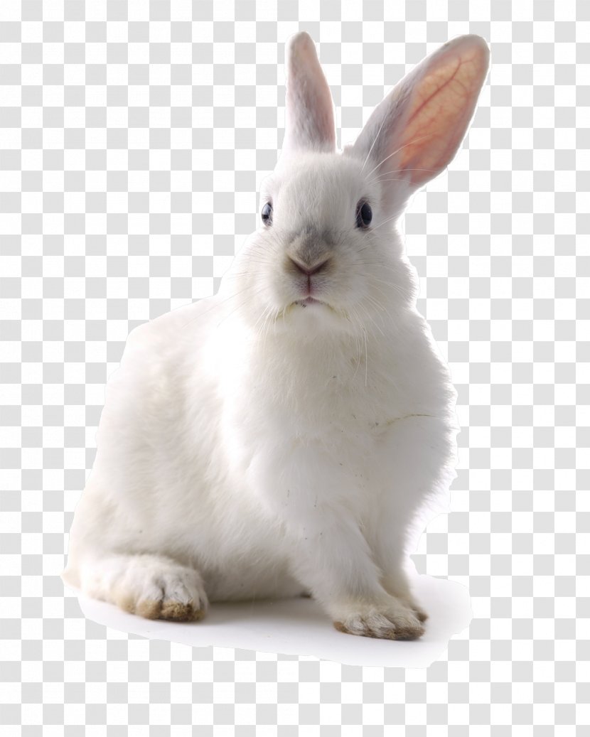 White Rabbit Easter Bunny Cat Lionhead - Angora - Rabit Transparent PNG