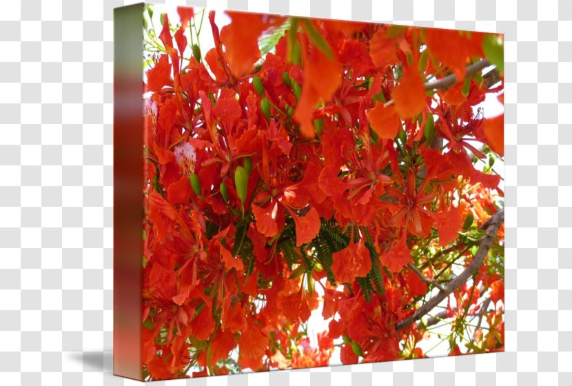 Royal Poinciana Imagekind Art Tree Poster - Flamboyan Transparent PNG