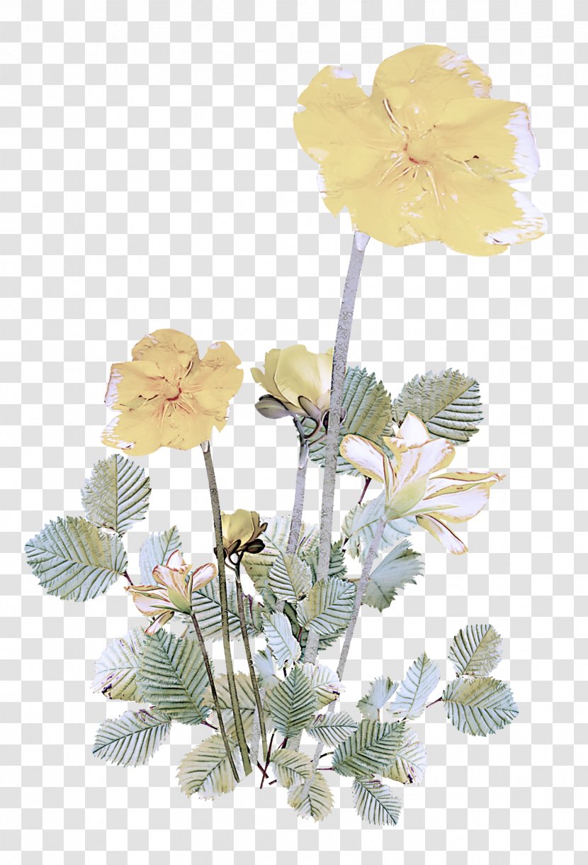 Flower Plant Flowering Yellow Petal - Geranium Wildflower Transparent PNG