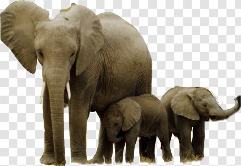African Elephant Hwange National Park Asian Elephantidae Garamba - Tusk - Trunk Transparent PNG