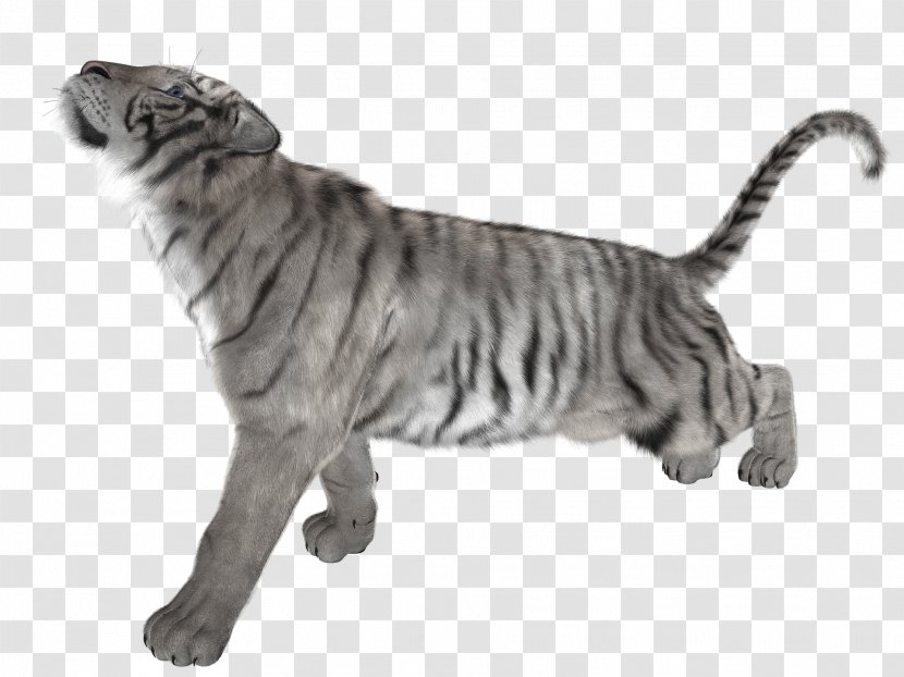 White Tiger Cat Felidae - Stockxchng Transparent PNG