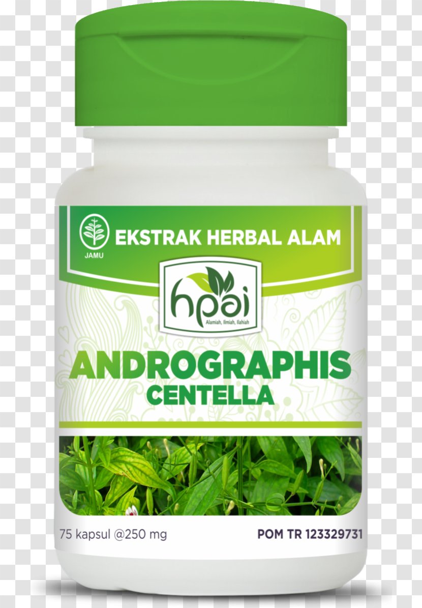 Green Chiretta Centella Asiatica Herb Disease Jamu - Hepatitis - Andrographis Transparent PNG