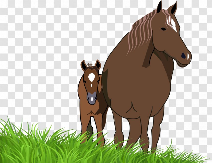 American Paint Horse Quarter Foal Mare Pony - Wildlife Transparent PNG