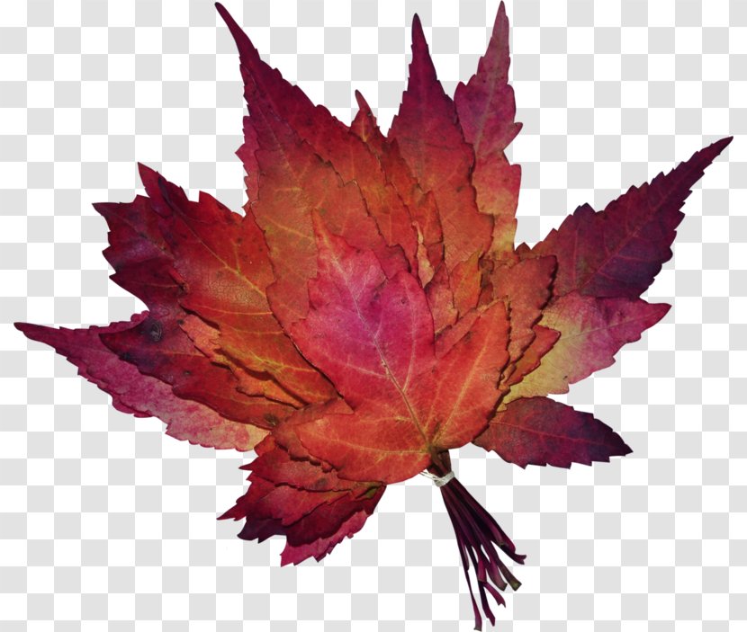 Image Maple Leaf Autumn In The Rose Garden - Business Cluster - Fall Leaves Transparent PNG