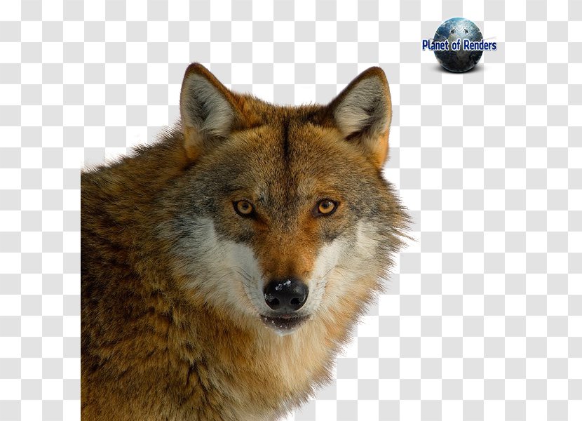 Red Fox Coyote Dog Dhole Wolf - Alaskan Tundra Transparent PNG