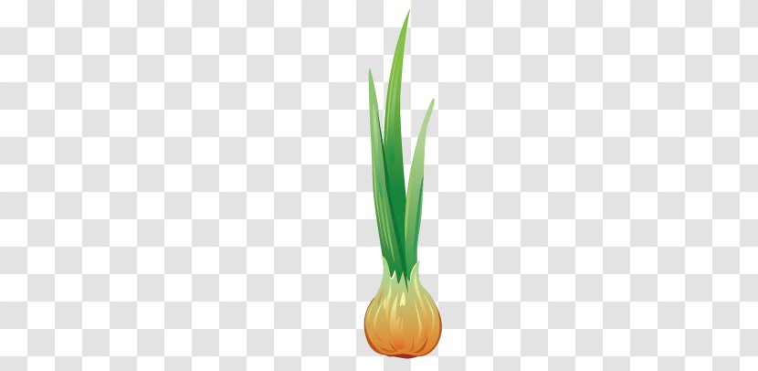 Wallpaper - Grass - Garlic Transparent PNG