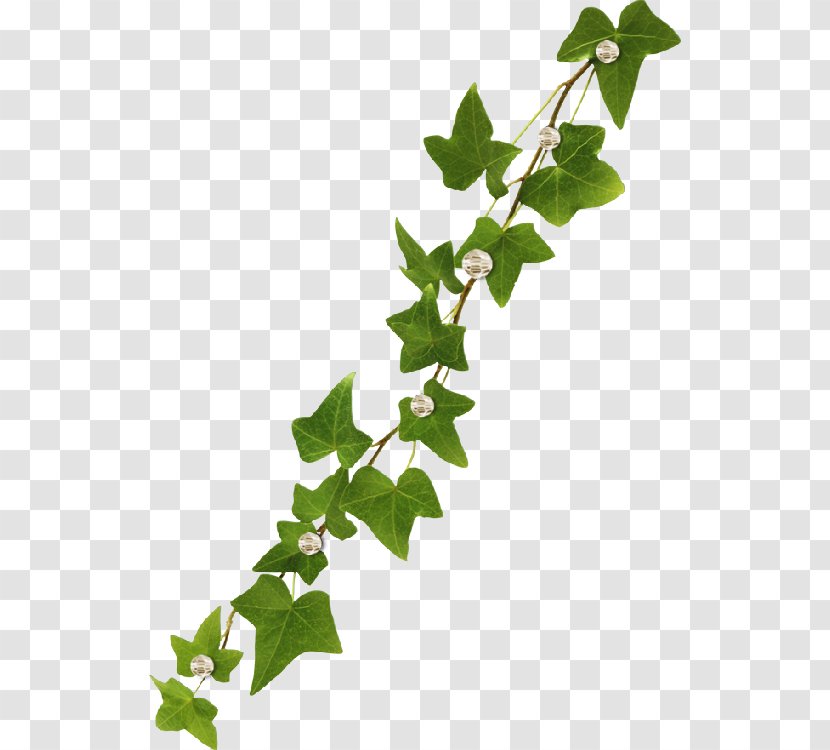 Vine Common Ivy Virginia Creeper - Leaf Transparent PNG