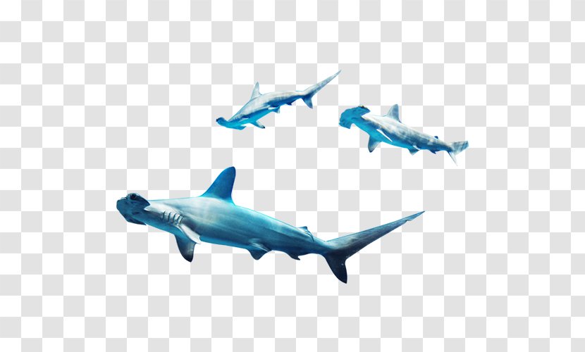 Requiem Shark Marine Biology - Dolphin - Flocks Transparent PNG
