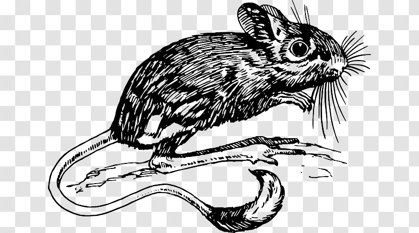 Clip Art Jerboa Vector Graphics Rodent Illustration - Tail - Romeo And Juliet Coloring Worksheets Transparent PNG