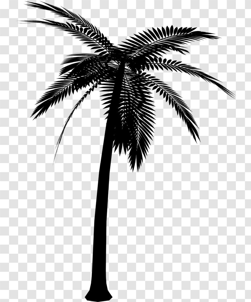 Asian Palmyra Palm Silhouette Vector Graphics Image - Borassus Flabellifer - Trees Transparent PNG