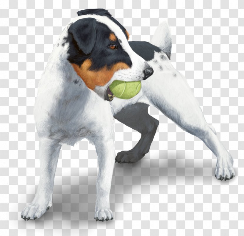 Dog Breed Jack Russell Terrier Danish–Swedish Farmdog American Staffordshire Puppy - Russel Transparent PNG