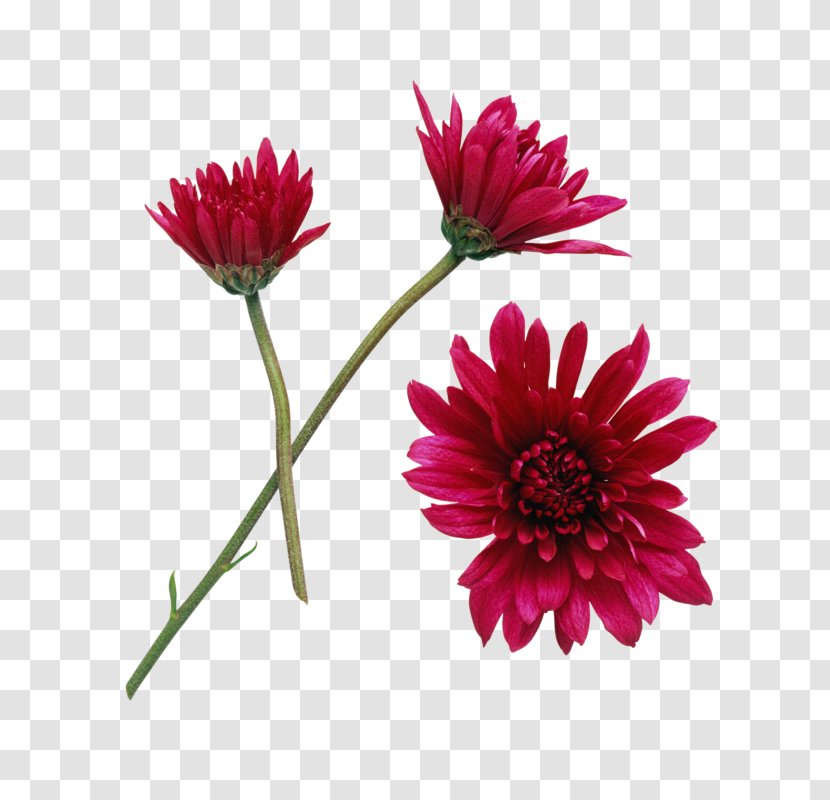 Chamomile Flower Clip Art - Floral Design Transparent PNG