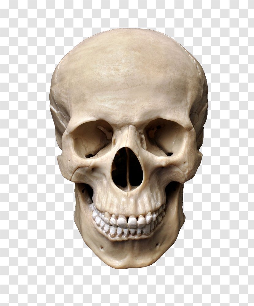 Skull Stock Photography Human Skeleton Transparent PNG