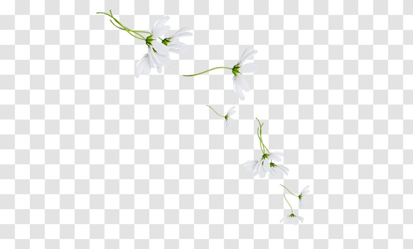 Petal Floral Design Twig Desktop Wallpaper Plant Stem - Flora - Leaf Transparent PNG