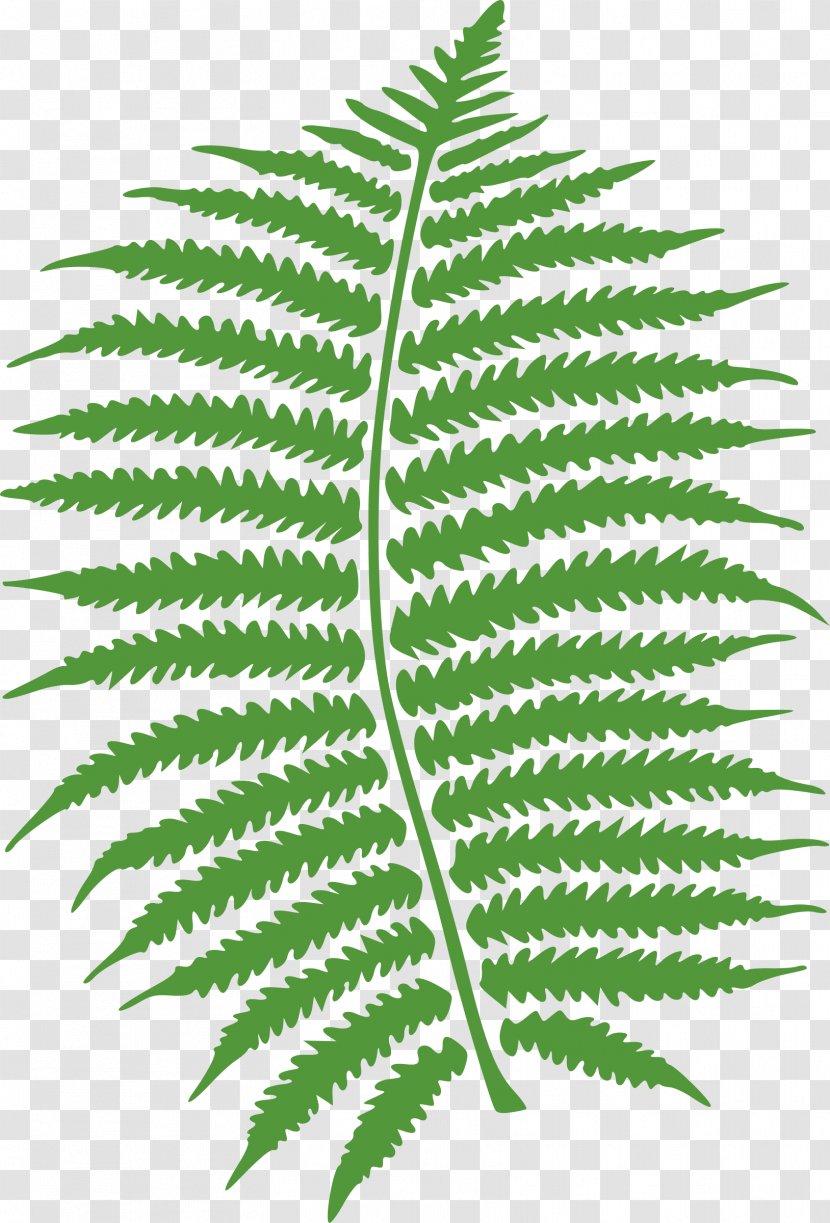 Fern Frond Leaf Clip Art - Plant Transparent PNG