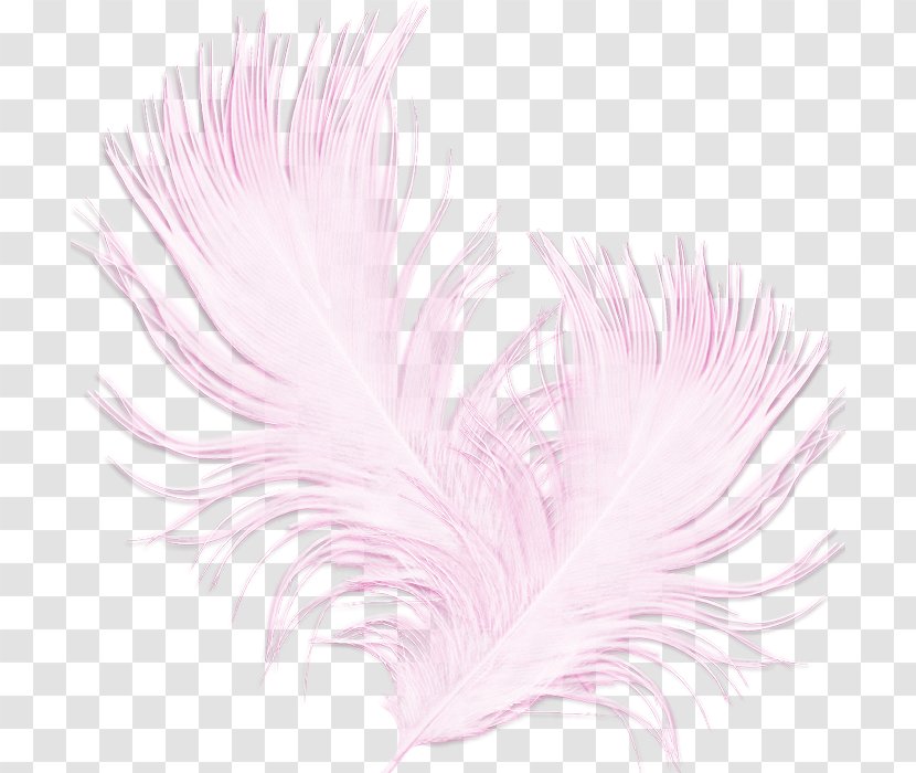 Black Rose Feather Pink Fashion Transparent PNG