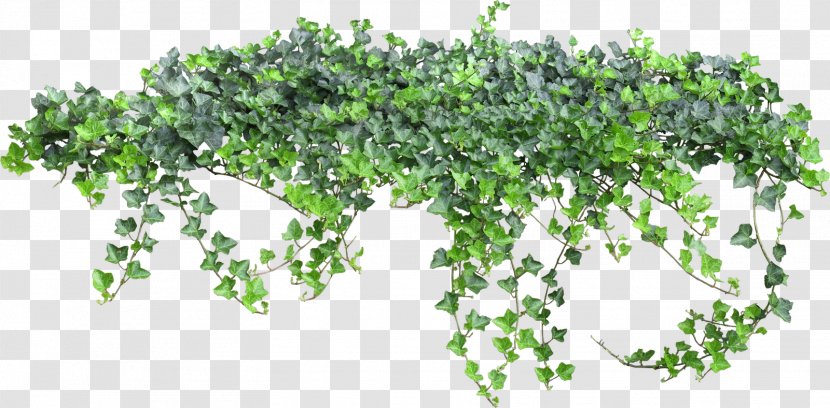 Vine Animation Clip Art - Tree - Bushes Transparent PNG