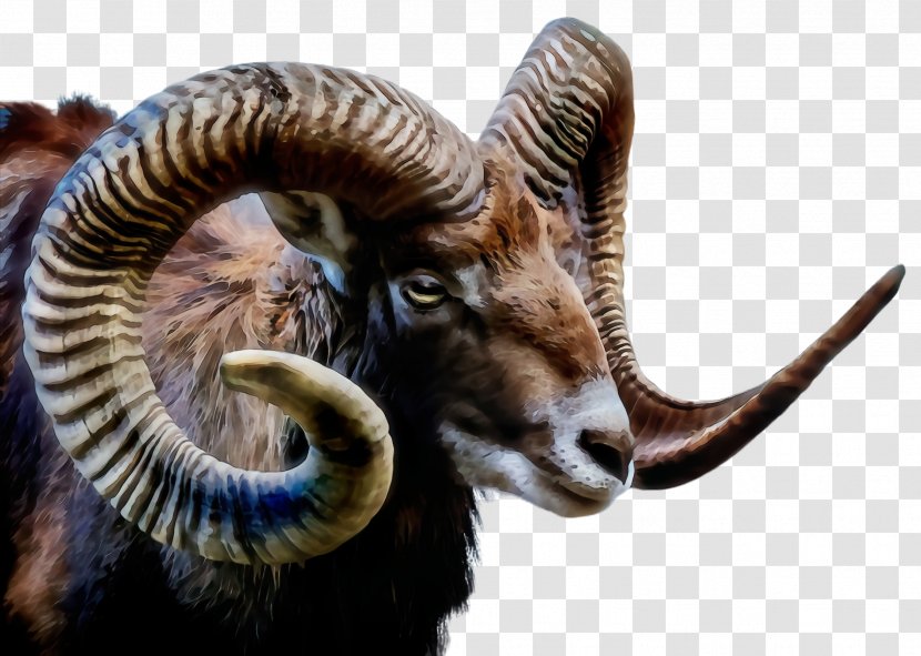Argali Horn Bighorn Wildlife Goats - Terrestrial Animal - Dalls Sheep Transparent PNG