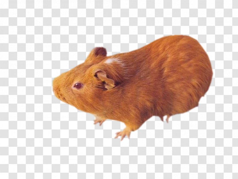 Gerbil Guinea Pig Rat Computer Mouse - Rodent Transparent PNG