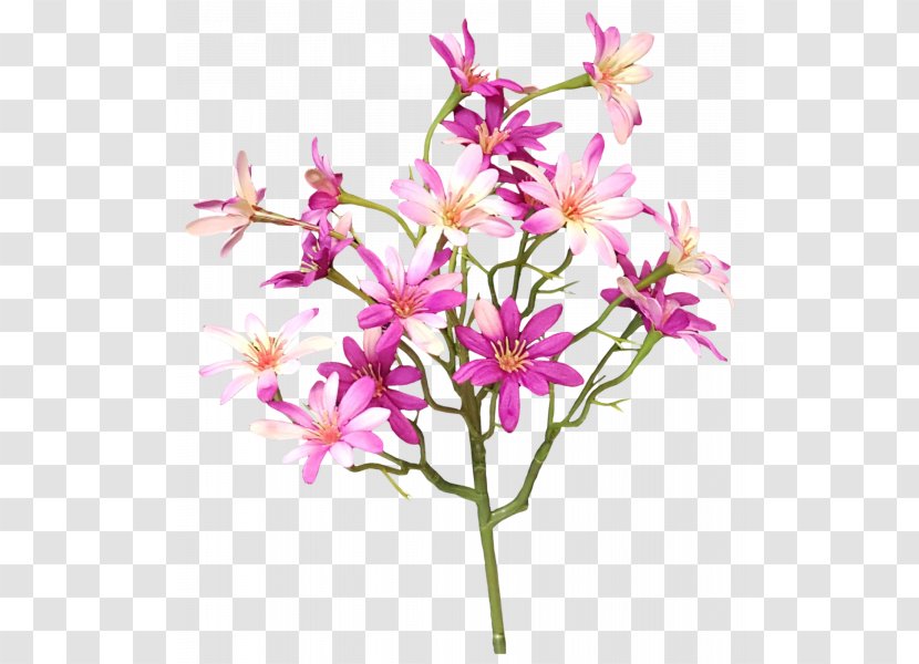 Plant Stem Cut Flowers Shrub Twig - Aster Flower Transparent PNG