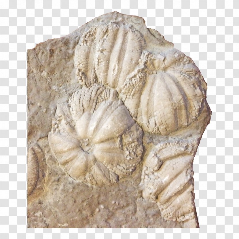 Jellyfish Coelenterata Sea Anemones And Corals Fossil Stone Carving - Coral - Fossils Transparent PNG