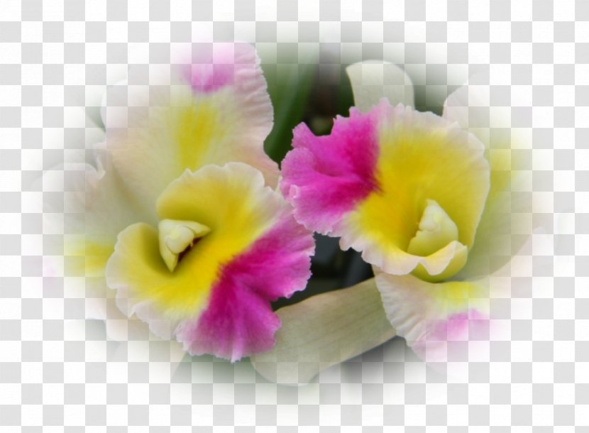 Moth Orchids Violet Cattleya Herbaceous Plant Transparent PNG