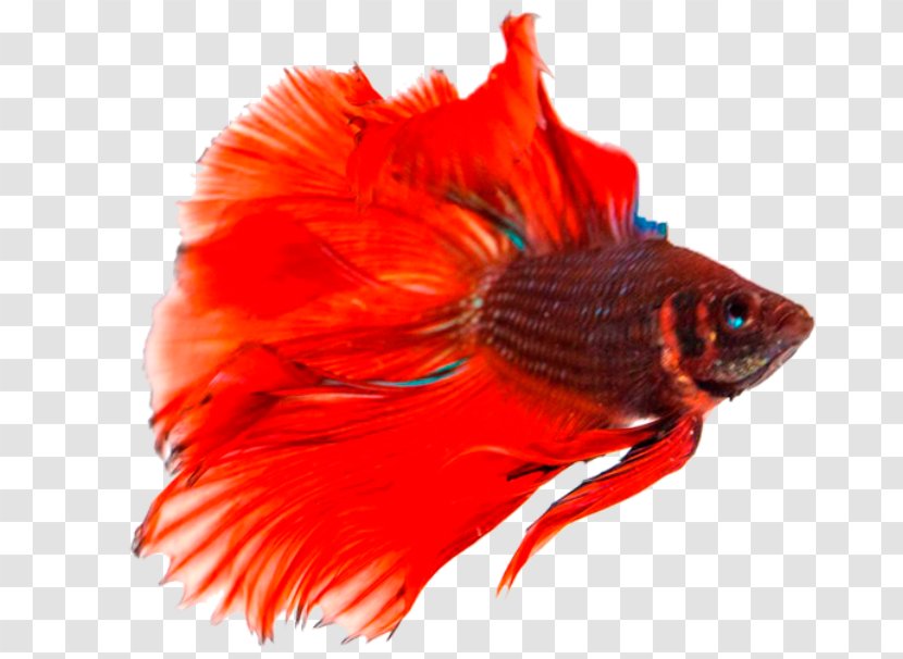 Siamese Fighting Fish Breed - Tropical - Betta Transparent Background Transparent PNG