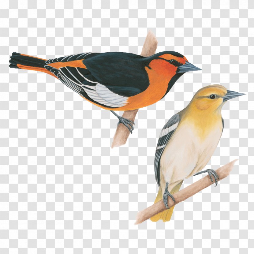 Songbird Baltimore Oriole American Crow Old World - Perching Bird - Celebrate Transparent PNG