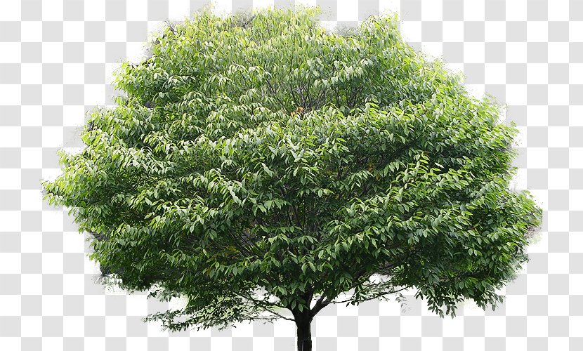 American Hornbeam Carpinus Betulus Holly Tree Plant - Shrub - Oak Transparent PNG