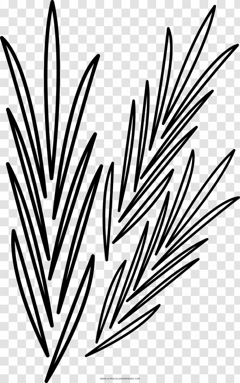 Black And White Drawing Coloring Book Rosemary - Tree - Painting Transparent PNG