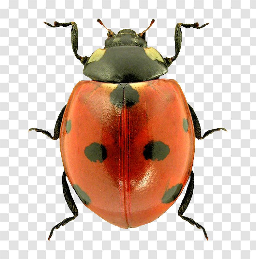 Beetle Ladybird - Ladybug Transparent PNG
