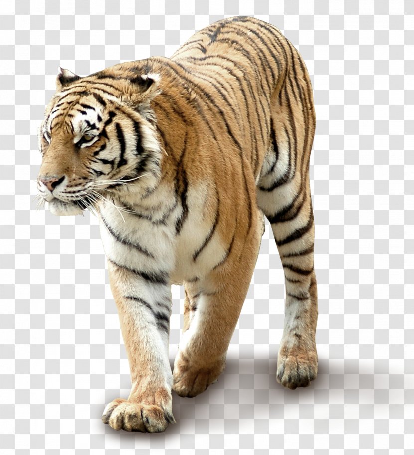 South China Tiger - Big Cats - Domineering Transparent PNG