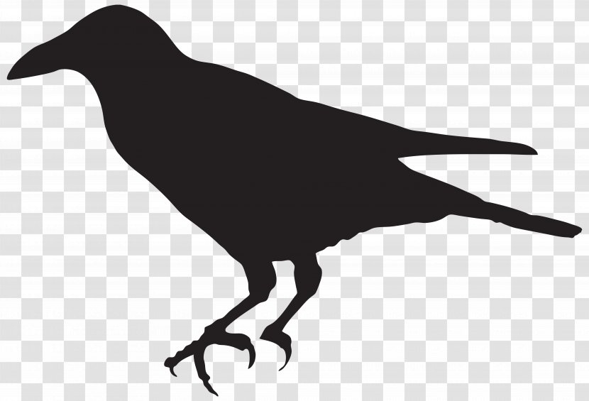 Bird Silhouette Clip Art - Rook - Crow Transparent PNG