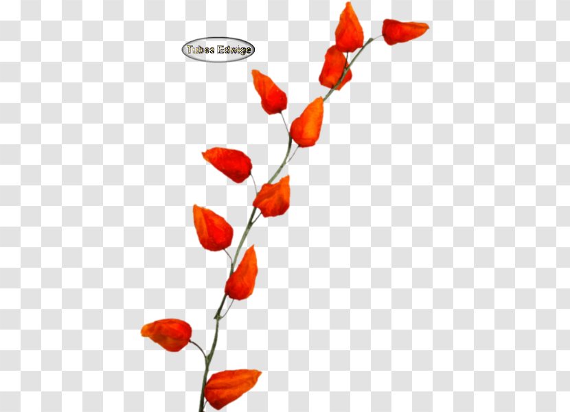 Cut Flowers Plant Stem Petal Branching - Physalis Transparent PNG